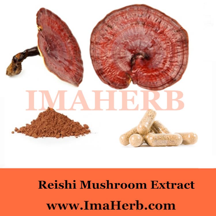 Factory supply reishi mushroom extract